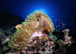 anemone ... by Oscar Miralpeix 